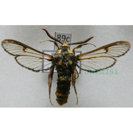 Sesia apiformis (Clerck, 1759) Slovakia89c
